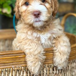 Australian Labradoodle Puppies from Mount Harmony Labradoodles
