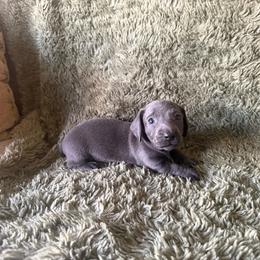 Sky - Gray (blue) female Dachshund puppy in Moreno Valley, California from rdachshunds