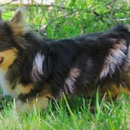 American Corgis and Pembroke Welsh Corgis from Bailey Nannini