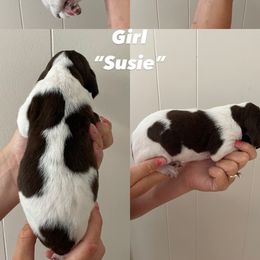 German Shorthaired Pointer Puppies from Lusk Puppies