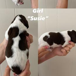 German Shorthaired Pointer Puppies from Lusk Puppies