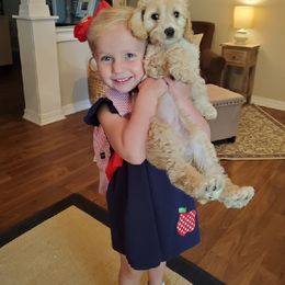 Cockapoo Puppies from Golden Paws