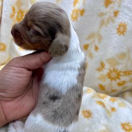 Firefly-CKC Dapple - Dapple male Dachshund puppy in Tecumseh, Oklahoma from MoonBerry Miniature Dachshunds