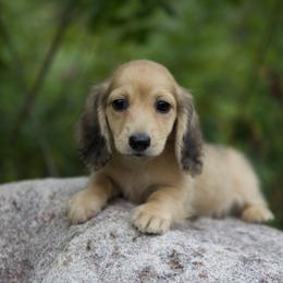 Howard 5000dollars - Cream male Dachshund puppy in Crystal, Michigan from Mare-bella Dachshunds
