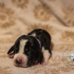 Basset Hound Puppies from Tabitha Schwierking
