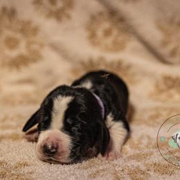 Basset Hound Puppies from Tabitha Schwierking