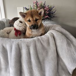 Shiba Inu Puppies from Shiba Shenanigans