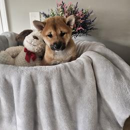 Shiba Inu Puppies from Shiba Shenanigans