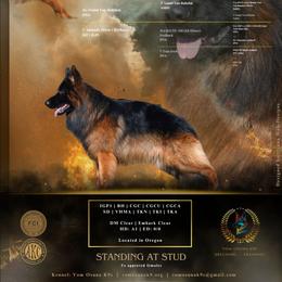 German Shepherd puppies from Vom Osuna K9s