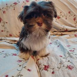 Diana - Chocolate female Havanese puppy in Hall County, Texas from Coyle Havanese Babies