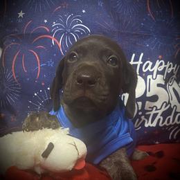 Pup 3 blue reserved - Liver roan male German Shorthaired Pointer puppy in Hardeman County, Tennessee from Howell Farm GSP