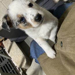 Australian Cattle Dog and Companion Cross Puppies from MX Kennel - Central MO