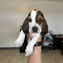 Boy 4 - Black brown and white male Basset Hound puppy in Las Animas, Colorado from J&D Dachsies