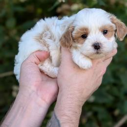 Jessie - Gold and white female Shihpoo puppy in Coshocton, Ohio from Forever Family Puppies