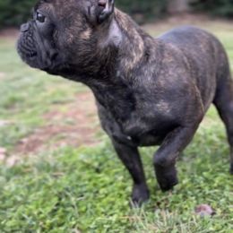 French Bulldog Puppies from Elite Frenchies of NC