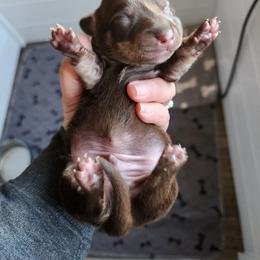 Tim - Chocolate and cream male Dachshund puppy in Anaconda, Montana from Williams Family Dachshunds
