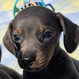 Romeo - Blue and tan male Dachshund puppy in Franklin, Georgia from Lakeside Kennels of Franklin