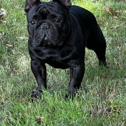 French Bulldog All Grown Up from Phoenix Rising