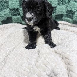 Boy 3 - Black and white male Cavapoo puppy in Bloomfield, Iowa from Schooley Doodles