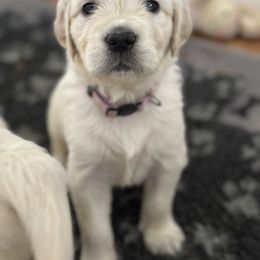 Golden Retriever Puppies from Arden Hill Goldens