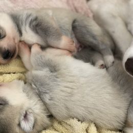 Siberian Husky Puppies from Umunhum