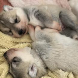 Siberian Husky Puppies from Umunhum