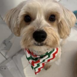 Teddie - Morkie