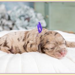 Evelyn - Merle female Cockapoo puppy in Connersville, Indiana from Deaz Doodle Ranch