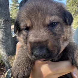 Lotus - Sable female German Shepherd puppy in Sonora, California from Elite Haus K9