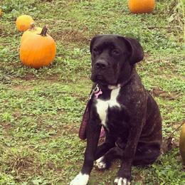 Cane Corso Puppies from King of Kings Cane Corso