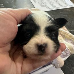 Roxie - Black brown and white female Papillon puppy in Middleville, Michigan from Cheryl's Papillons