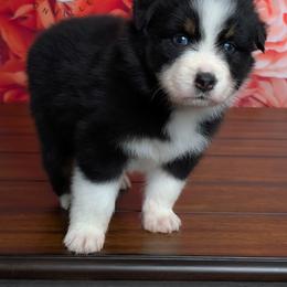 Dream (Blue eyes) - Black tri-color female Australian Shepherd puppy in Fultonville, New York from Sandy Aussies & Pomeranians