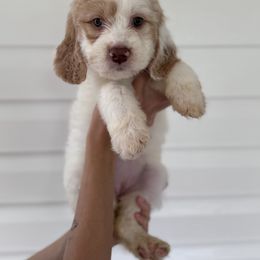 Bernedoodle, Bernese Mountain Dog, and Goldendoodle Puppies from Red Door Canines