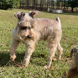 Oak - Miniature Schnauzer