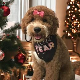 Willow - Goldendoodle