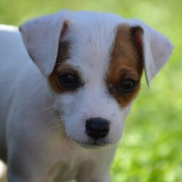 Jack Russell Terrier Puppies from Smokin Pistol Jack Russell Terriers