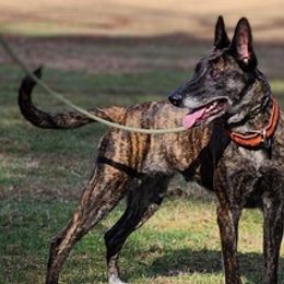 Belgian Malinois and Dutch Shepherds from E&H Working dogs