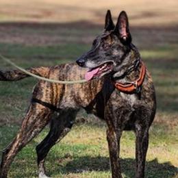 Belgian Malinois and Dutch Shepherds from E&H Working dogs