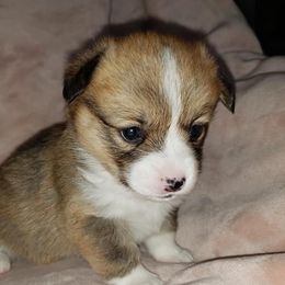 Pembroke Welsh Corgis from Treasure State Kennels