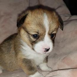 Pembroke Welsh Corgis from Treasure State Kennels