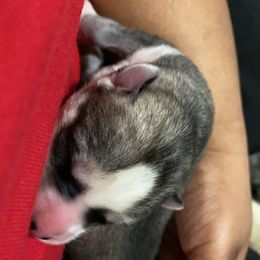 Siberian Husky Puppies from Surge x Stormy’s Puppies
