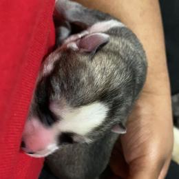 Siberian Husky Puppies from Surge x Stormy’s Puppies