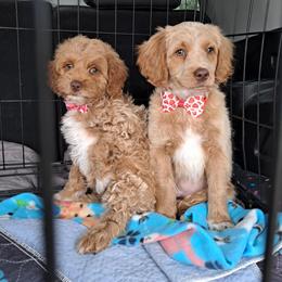 Aussiedoodle and Cockapoo Puppies from Ouachita River Cockapoos