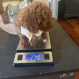 Tako - Red  male Goldendoodle puppy in Mint Hill, North Carolina from DoodleForever