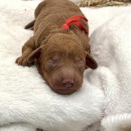 Red Boy - Red  male Goldendoodle puppy in Lewisville, Texas from Zink Doodles