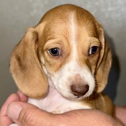 Girl 1 - Piebald female Dachshund puppy in Fredonia, Arizona from Desert Horizon Dachshunds