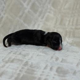Boy 3 - Black tan and white male Bull Terrier puppy in Texas from The Bull Terrier Breeder