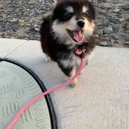 Pomsky Puppies from Red Rock Ranch Breeders
