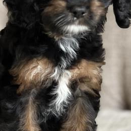 Cavapoos from Autumn Poodles/Doodles