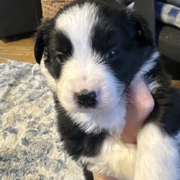 Boy 1 - Black tri male Miniature Australian Shepherd puppy in Saco, Maine from Wags Family Aussies